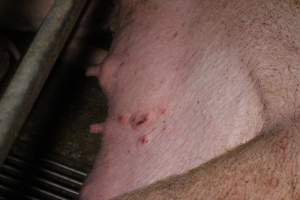 Farrowing Crates at Aroora Piggery SA - Captured at Aroora Enterprises Piggery, Jervois SA Australia.