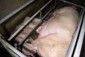 Farrowing Crates at Aroora Piggery SA - Captured at Aroora Enterprises Piggery, Jervois SA Australia.