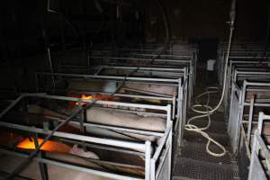 Farrowing Crates at Aroora Piggery SA - Captured at Aroora Enterprises Piggery, Jervois SA Australia.