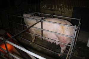 Farrowing Crates at Aroora Piggery SA - Captured at Aroora Enterprises Piggery, Jervois SA Australia.