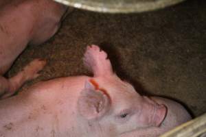 Farrowing Crates at Aroora Piggery SA - Captured at Aroora Enterprises Piggery, Jervois SA Australia.