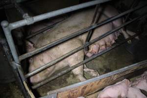 Farrowing Crates at Aroora Piggery SA - Captured at Aroora Enterprises Piggery, Jervois SA Australia.