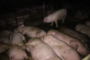 Farrowing Crates at Aroora Piggery SA - Captured at Aroora Enterprises Piggery, Jervois SA Australia.