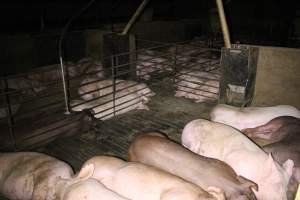 Farrowing Crates at Aroora Piggery SA - Captured at Aroora Enterprises Piggery, Jervois SA Australia.