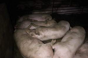 Farrowing Crates at Aroora Piggery SA - Captured at Aroora Enterprises Piggery, Jervois SA Australia.