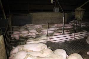 Farrowing Crates at Aroora Piggery SA - Captured at Aroora Enterprises Piggery, Jervois SA Australia.