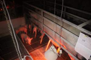 Farrowing Crates at Balpool Station Piggery NSW - Captured at Balpool Station Piggery, Niemur NSW Australia.