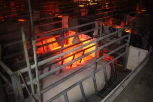 Farrowing Crates at Balpool Station Piggery NSW - Captured at Balpool Station Piggery, Niemur NSW Australia.