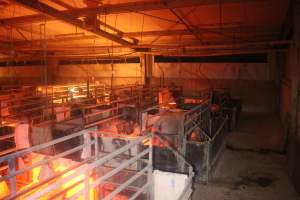 Farrowing Crates at Balpool Station Piggery NSW - Captured at Balpool Station Piggery, Niemur NSW Australia.