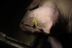 Farrowing Crates at Balpool Station Piggery NSW - Captured at Balpool Station Piggery, Niemur NSW Australia.