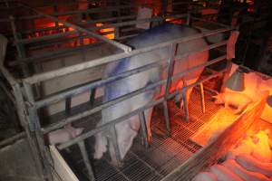 Farrowing Crates at Balpool Station Piggery NSW - Sow standing in crate, head down - Captured at Balpool Station Piggery, Niemur NSW Australia.