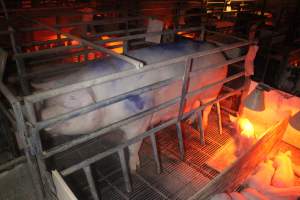 Farrowing Crates at Balpool Station Piggery NSW - Sow standing in crate - Captured at Balpool Station Piggery, Niemur NSW Australia.