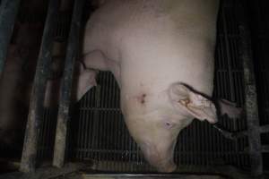 Farrowing Crates at Balpool Station Piggery NSW - Sow lying in crate - Captured at Balpool Station Piggery, Niemur NSW Australia.