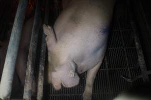 Farrowing Crates at Balpool Station Piggery NSW - Captured at Balpool Station Piggery, Niemur NSW Australia.