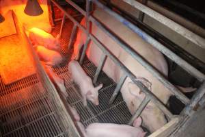 Farrowing Crates at Balpool Station Piggery NSW - Sow lying in crate with piglets walking around - Captured at Balpool Station Piggery, Niemur NSW Australia.