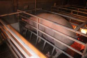 Farrowing Crates at Balpool Station Piggery NSW - Sow standing in crate - Captured at Balpool Station Piggery, Niemur NSW Australia.