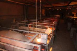 Farrowing Crates at Balpool Station Piggery NSW - Captured at Balpool Station Piggery, Niemur NSW Australia.