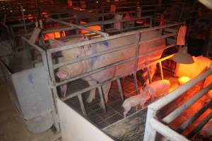 Farrowing Crates at Balpool Station Piggery NSW - Captured at Balpool Station Piggery, Niemur NSW Australia.