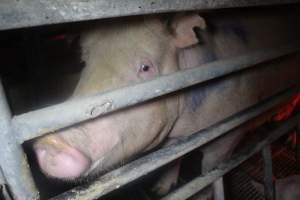 Farrowing Crates at Balpool Station Piggery NSW - Captured at Balpool Station Piggery, Niemur NSW Australia.