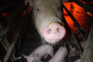 Farrowing Crates at Balpool Station Piggery NSW - Captured at Balpool Station Piggery, Niemur NSW Australia.