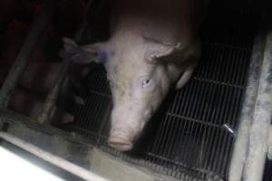 Farrowing Crates at Balpool Station Piggery NSW - Captured at Balpool Station Piggery, Niemur NSW Australia.