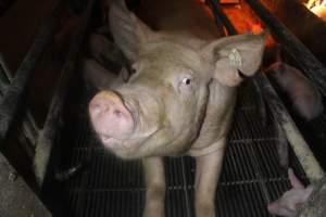 Farrowing Crates at Balpool Station Piggery NSW - Sow lying in farrowing crate, looking up at camera - Captured at Balpool Station Piggery, Niemur NSW Australia.