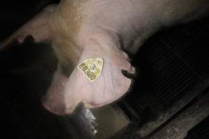 Farrowing Crates at Balpool Station Piggery NSW - Sow's ear with tag and notches - Captured at Balpool Station Piggery, Niemur NSW Australia.