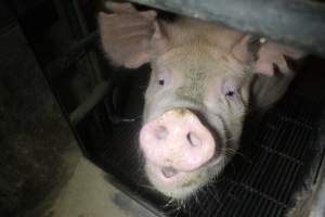 Farrowing Crates at Balpool Station Piggery NSW - Face of sow in farrowing crate with visibly notched ears - Captured at Balpool Station Piggery, Niemur NSW Australia.