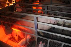 Farrowing Crates at Balpool Station Piggery NSW - Captured at Balpool Station Piggery, Niemur NSW Australia.