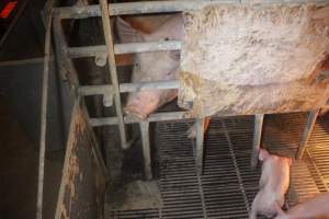 Farrowing Crates at Balpool Station Piggery NSW - Captured at Balpool Station Piggery, Niemur NSW Australia.