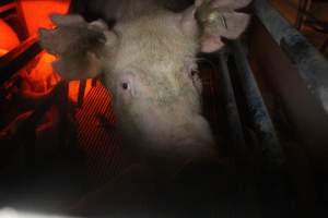 Farrowing Crates at Balpool Station Piggery NSW - Face of sow with visibly notched ears - Captured at Balpool Station Piggery, Niemur NSW Australia.