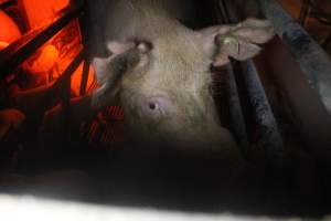 Farrowing Crates at Balpool Station Piggery NSW - Face of sow in farrowing crate with visibly notched ears - Captured at Balpool Station Piggery, Niemur NSW Australia.