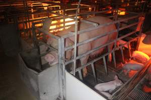 Farrowing Crates at Balpool Station Piggery NSW - Sow standing in crate - Captured at Balpool Station Piggery, Niemur NSW Australia.