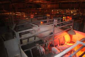 Farrowing Crates at Balpool Station Piggery NSW - Sow sitting in crate - Captured at Balpool Station Piggery, Niemur NSW Australia.