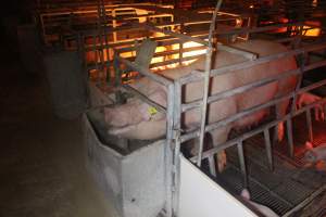 Farrowing Crates at Balpool Station Piggery NSW - Sow standing in crate - Captured at Balpool Station Piggery, Niemur NSW Australia.