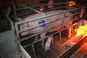 Farrowing Crates at Balpool Station Piggery NSW - Sow standing in crate - Captured at Balpool Station Piggery, Niemur NSW Australia.