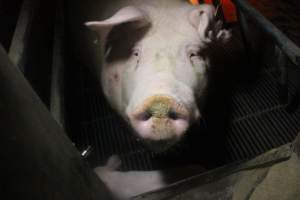 Farrowing Crates at Balpool Station Piggery NSW - Face of sow looking up from farrowing crate - Captured at Balpool Station Piggery, Niemur NSW Australia.