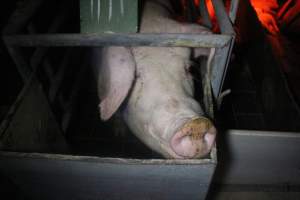 Farrowing Crates at Balpool Station Piggery NSW - Face of sow looking out of farrowing crate - Captured at Balpool Station Piggery, Niemur NSW Australia.