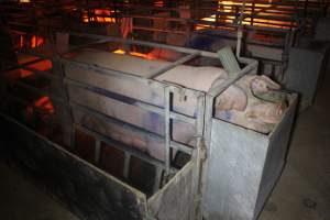 Farrowing Crates at Balpool Station Piggery NSW - Sow standing in crate - Captured at Balpool Station Piggery, Niemur NSW Australia.