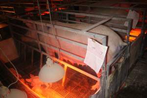 Farrowing Crates at Balpool Station Piggery NSW - Sow standing in crate - Captured at Balpool Station Piggery, Niemur NSW Australia.