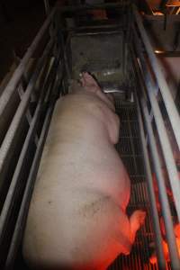 Farrowing Crates at Balpool Station Piggery NSW - Captured at Balpool Station Piggery, Niemur NSW Australia.