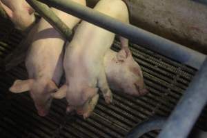 Farrowing Crates at Balpool Station Piggery NSW - Dead piglet in crate - Captured at Balpool Station Piggery, Niemur NSW Australia.