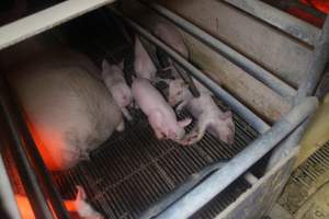 Farrowing Crates at Balpool Station Piggery NSW - Dead piglet in crate - Captured at Balpool Station Piggery, Niemur NSW Australia.