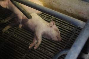 Farrowing Crates at Balpool Station Piggery NSW - Dead piglet in crate - Captured at Balpool Station Piggery, Niemur NSW Australia.