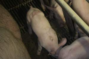 Farrowing Crates at Balpool Station Piggery NSW - Captured at Balpool Station Piggery, Niemur NSW Australia.