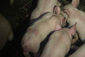 Farrowing Crates at Balpool Station Piggery NSW - Captured at Balpool Station Piggery, Niemur NSW Australia.