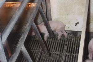 Farrowing Crates at Balpool Station Piggery NSW - Captured at Balpool Station Piggery, Niemur NSW Australia.