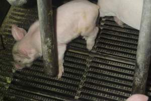 Farrowing Crates at Balpool Station Piggery NSW - Captured at Balpool Station Piggery, Niemur NSW Australia.