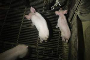 Farrowing Crates at Balpool Station Piggery NSW - Captured at Balpool Station Piggery, Niemur NSW Australia.