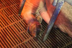 Farrowing Crates at Balpool Station Piggery NSW - Sow with an injured leg - Captured at Balpool Station Piggery, Niemur NSW Australia.